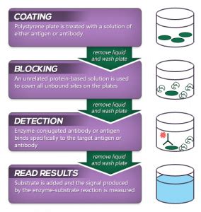 elisa test upsc|kavach elisa antibody.